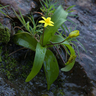 Spiloxene ovata