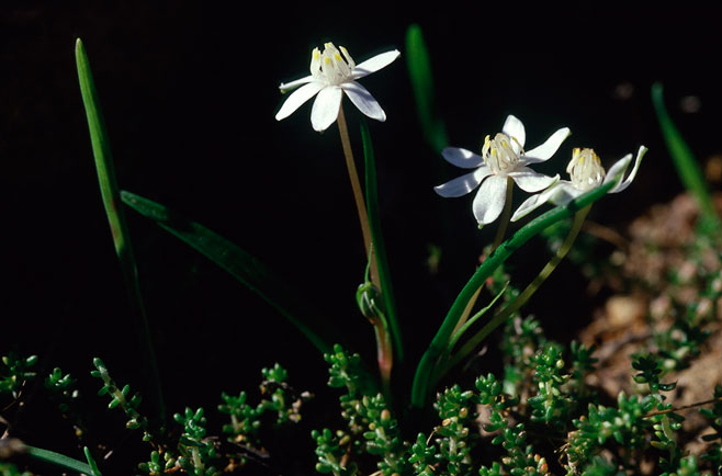 Spiloxene minuta 