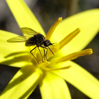 Spiloxene canaliculata