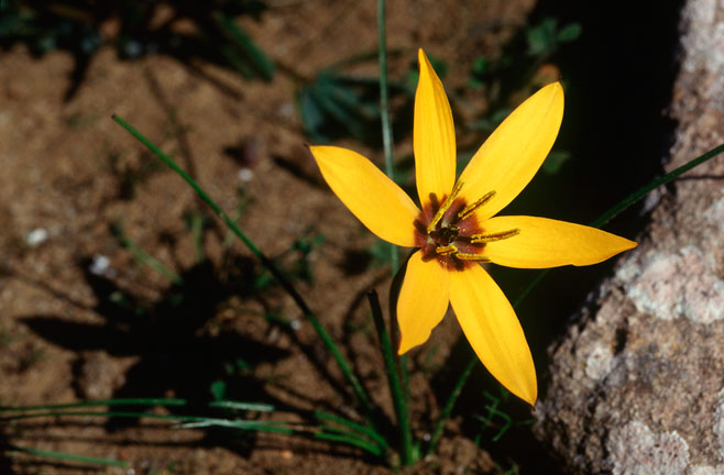 Spiloxene serrata