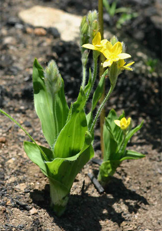 Hypoxis galpinii