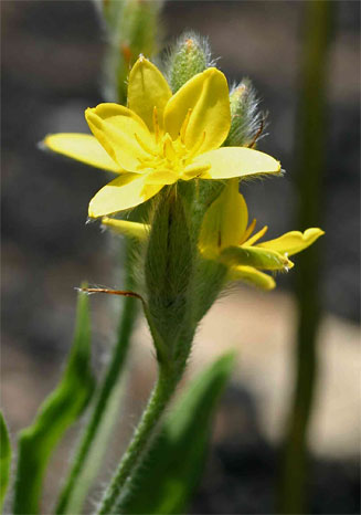 Hypoxis galpinii