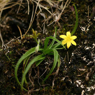 Hypoxis parvifolia 