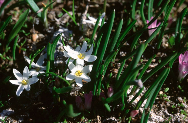 Pauridia longituba