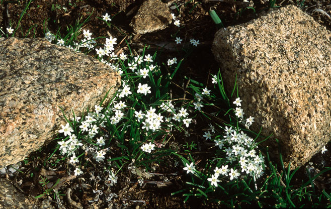 Pauridia longituba
