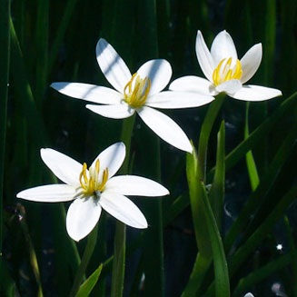 Spiloxene aquatica