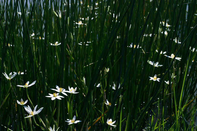 Spiloxene aquatica