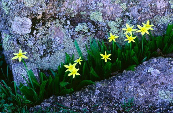 Empodium veratrifolium