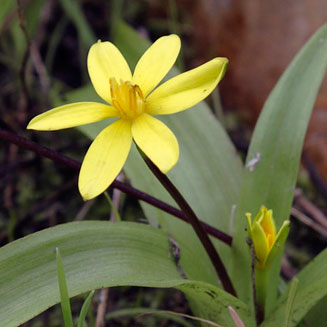 Spiloxene ovata