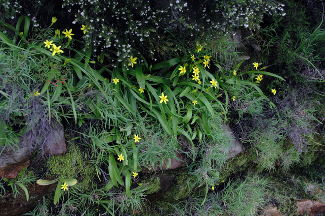 Spiloxene ovata