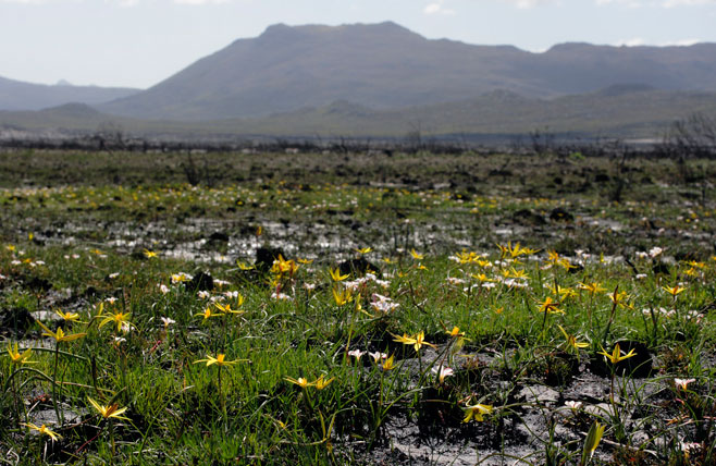 Spiloxene capensis