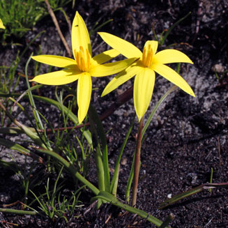 Spiloxene capensis