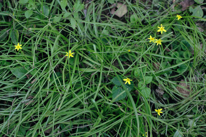 Spiloxene trifurcillata