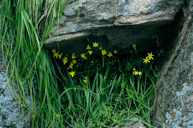 Spiloxene scullyi