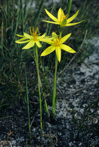 Spiloxene canaliculata