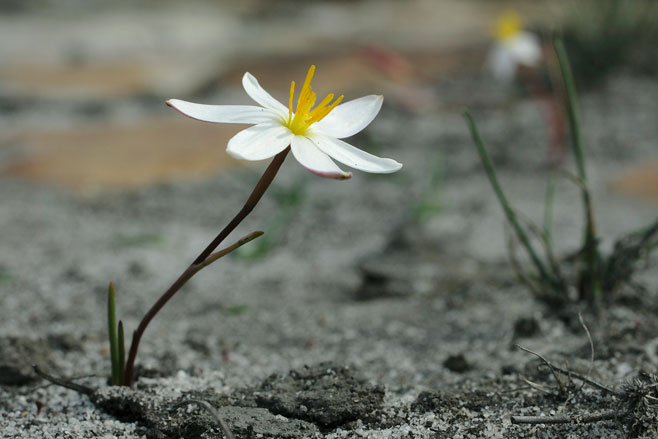 Spiloxene alba