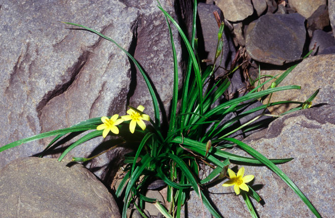 Hypoxis angustifolia
