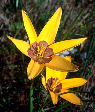 Spiloxene canaliculata