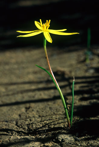 Spiloxene canaliculata