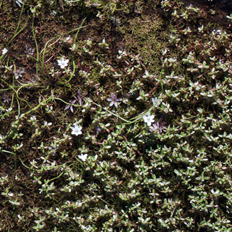 Pauridia longituba