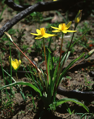 Spiloxene flaccida