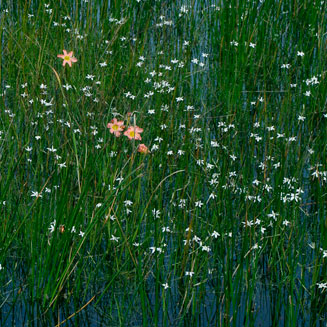 Spiloxene aquatica