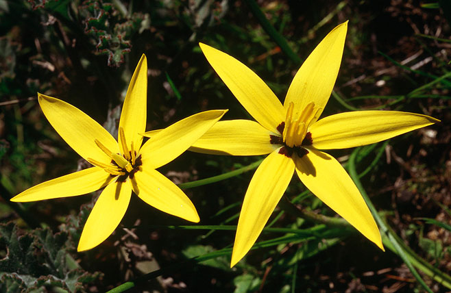 Spiloxene capensis