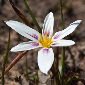 Spiloxene capensis