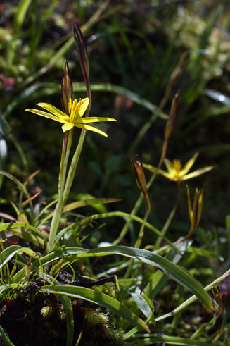 Spiloxene umbraticola