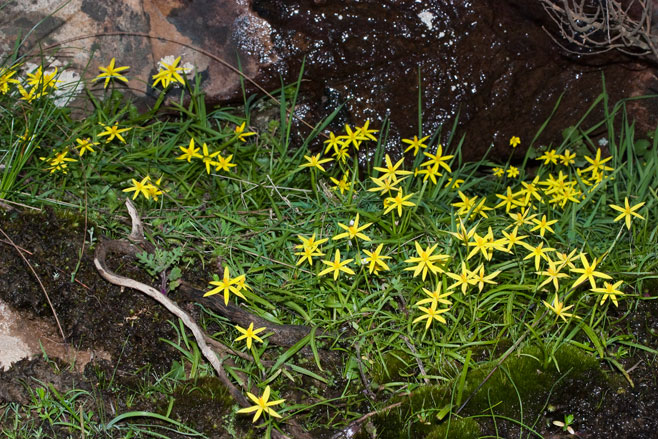 Spiloxene umbraticola