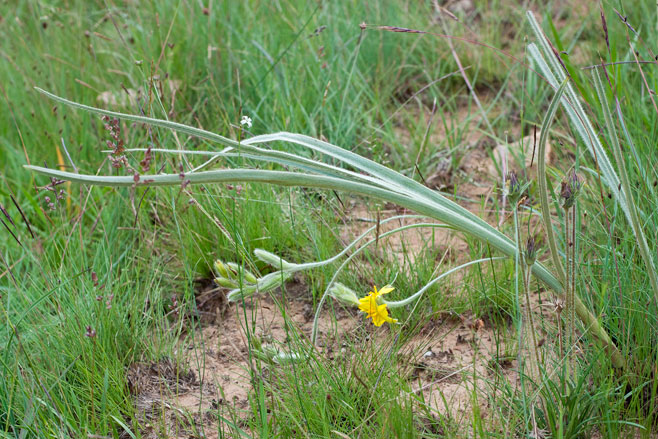 Hypoxis parvifolia