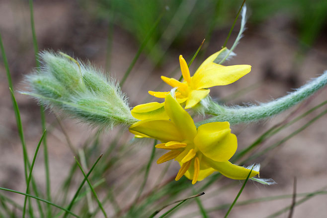 Hypoxis parvifolia