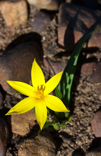 Empodium plicatum