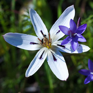 Spiloxene capensis