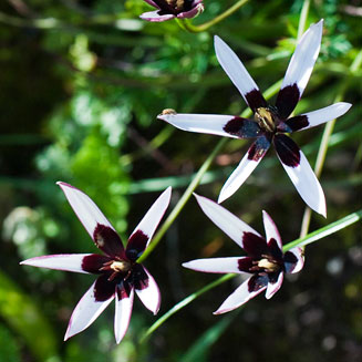 Spiloxene capensis