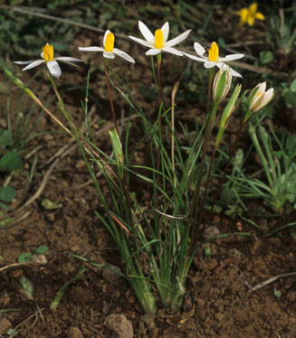 Spiloxene serrata