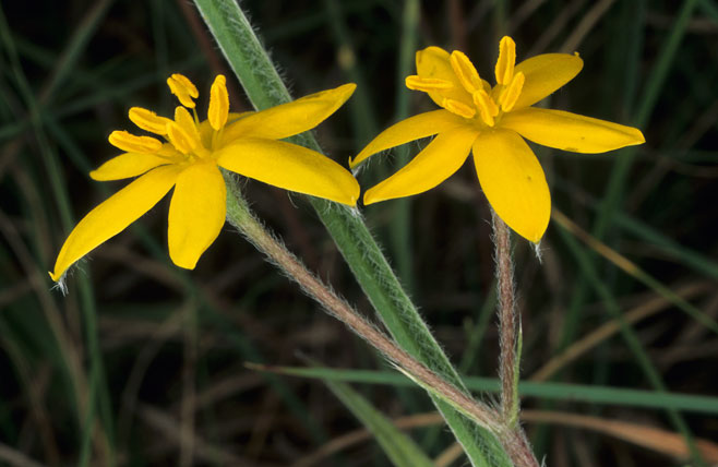 Hypoxis acuminata