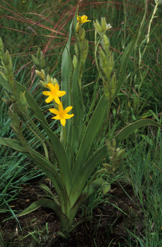 Hypoxis iridifolia