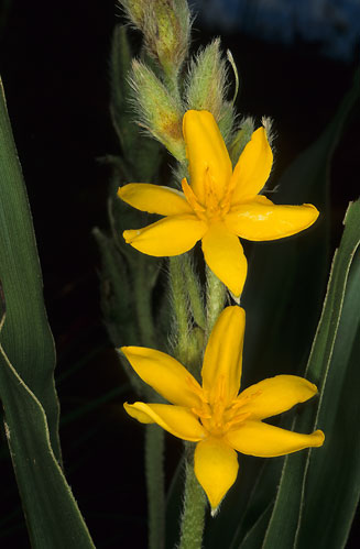 Hypoxis iridifolia