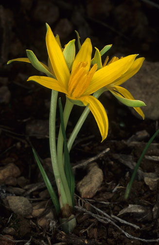 Empodium plicatum