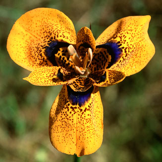 Moraea tulbaghensis
