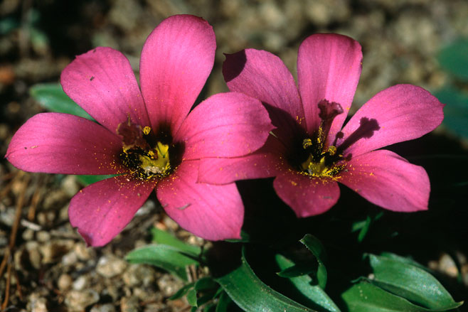 Moraea versicolor