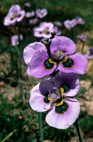Moraea villosa