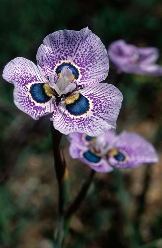 Moraea villosa