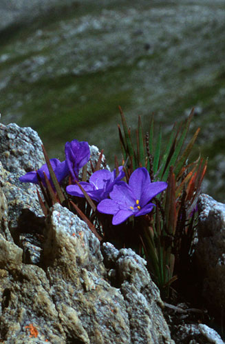 Nivenia levynsiae 