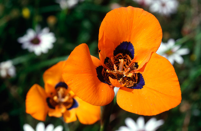 Moraea tulbaghensis