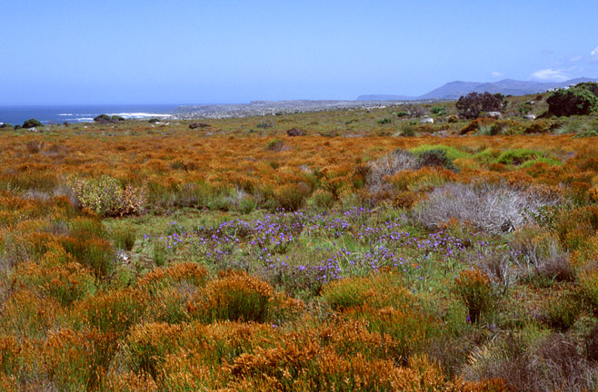 Aristea africana