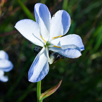 Aristea nigrescens 