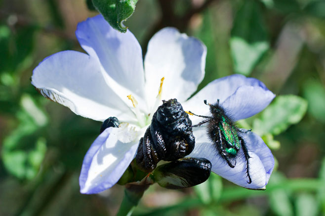 Aristea nigrescens 
