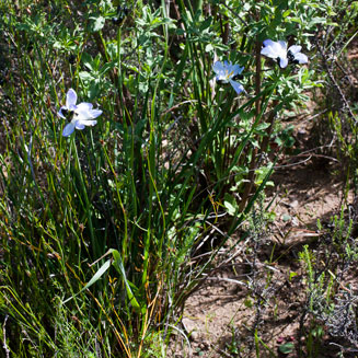 Aristea nigrescens 